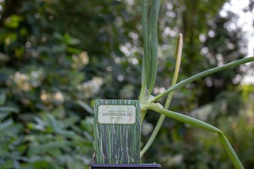 Egyptische Ui (Allium cepa 'Proliferum'), Tuin en Terras, Planten | Fruitbomen, Minder dan 100 cm, Volle zon, Ophalen of Verzenden