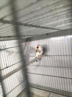 Majoor Putter man egelhad van 2022, Dieren en Toebehoren, Mannelijk, Wildzangvogel