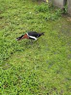 Roodhalsganzen, Mannelijk, Gans of Zwaan