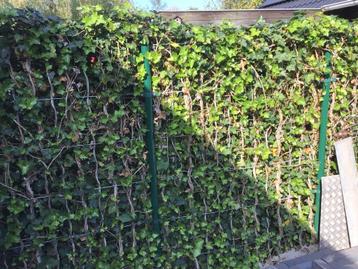 HEDERA , TUINSCHERM /VERZONKEN MATTEN   Zgan  beschikbaar voor biedingen