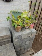 Bloembakstenen - gratis afhalen, Tuin en Terras, Ophalen, Beton, 10 m² of meer, Klinkers