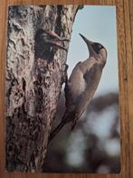 Dieren - Vogel - Groene Specht, Ophalen of Verzenden, Gelopen, Vogel