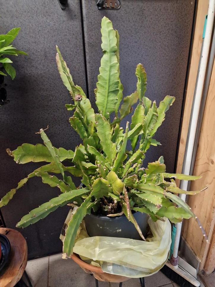 Grote Epiphyllum, Huis en Inrichting, Kamerplanten, Cactus, Minder dan 100 cm, Bloeiende kamerplant, Halfschaduw, In pot, Ophalen of Verzenden