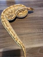 Python, Slang