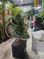 Kunstpalm, palm, kunstboom, kunstplant., Ophalen, Halfschaduw, 100 tot 150 cm