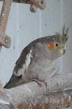 Mooie valkparkieten, Dieren en Toebehoren, Vogels | Parkieten en Papegaaien, Vrouwelijk, Parkiet, Geringd