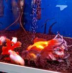 6 stuksVissen sluier staarten, Dieren en Toebehoren, Vis