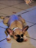 Kruising Chihuahua x old English pup, Dieren en Toebehoren, 15 weken tot 1 jaar, Eén hond, Nederland, Fokker | Hobbymatig