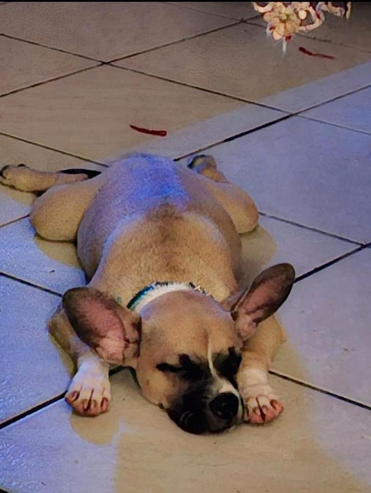 Kruising Chihuahua x old English pup, Dieren en Toebehoren, Honden | Chihuahua's en Gezelschapshonden, Reu, Overige rassen, Fokker | Hobbymatig