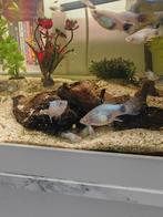 Platy's Vissen, Dieren en Toebehoren, Vis