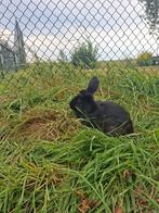 Gratis konijn, Dieren en Toebehoren, Konijnen, Mannelijk