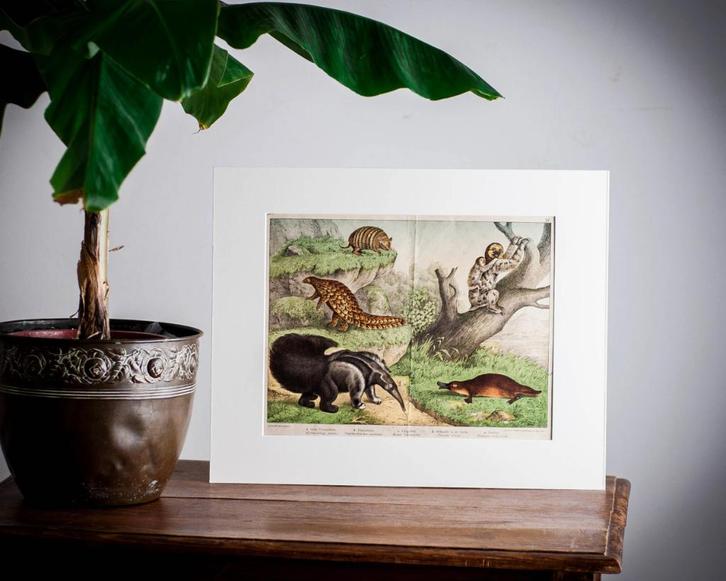 Dierenprent luiaard, miereneter | decoratie kinderkamer, Antiek en Kunst, Kunst | Litho's en Zeefdrukken, Verzenden