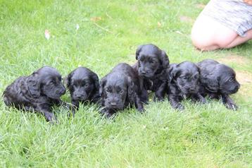Cockapoo pups binnenkort beschikbaar  beschikbaar voor biedingen