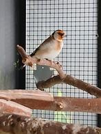 Major putters wildkleur, Dieren en Toebehoren, Vogels | Overige Vogels, Meerdere dieren, Wildzangvogel