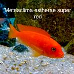 Metriaclima Esherae super red ( malawi Cichlide), Goudvis(sen)