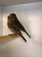 Mexicaanse roodmussen, Dieren en Toebehoren, Vogels | Overige Vogels