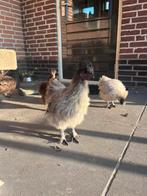 Gratis jonge zijdehoen haantjes, Dieren en Toebehoren, Pluimvee, Mannelijk, Kip