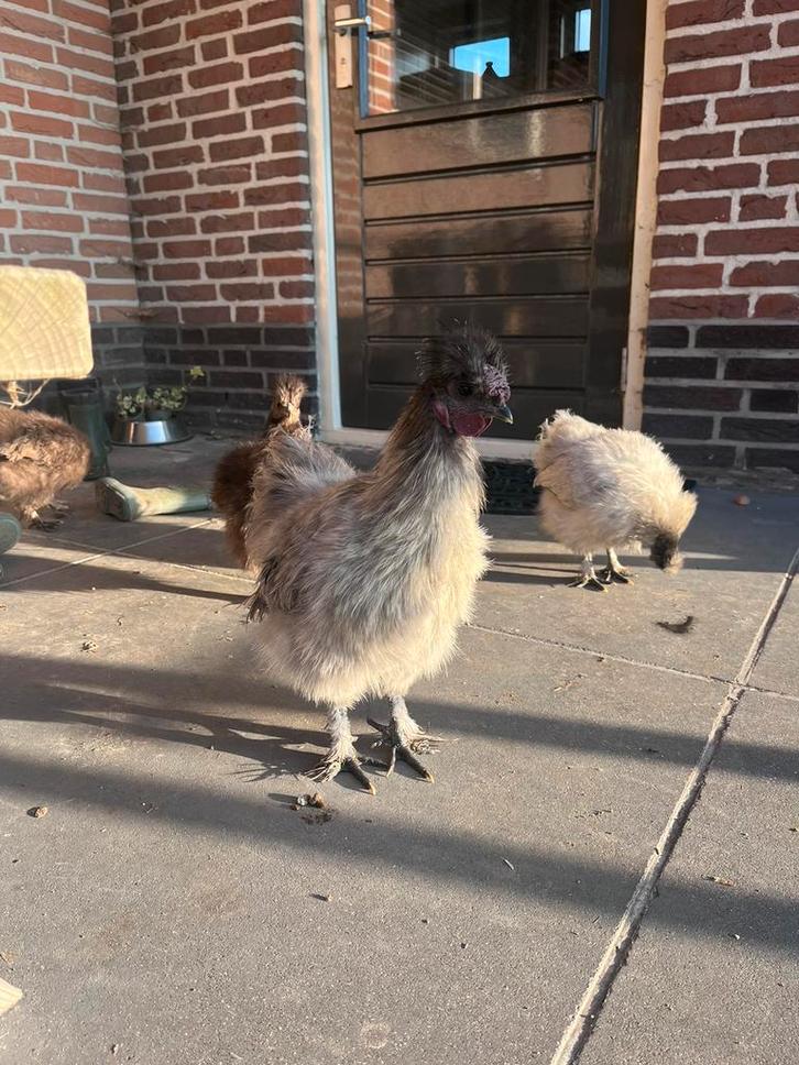 Gratis jonge zijdehoen haantjes, Dieren en Toebehoren, Pluimvee, Kip, Mannelijk