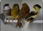 Gloster kanaries, Dieren en Toebehoren, Vogels | Kanaries, Meerdere dieren