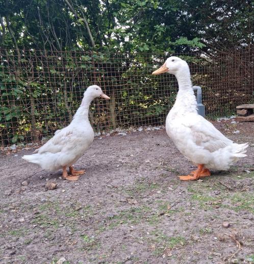 Knap koppel Peking eenden ( of 2 vrouwen ? ) van zorglocatie, Dieren en Toebehoren, Pluimvee, Eend, Meerdere dieren
