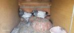 Duiven, Dieren en Toebehoren, Vogels | Duiven, Meerdere dieren
