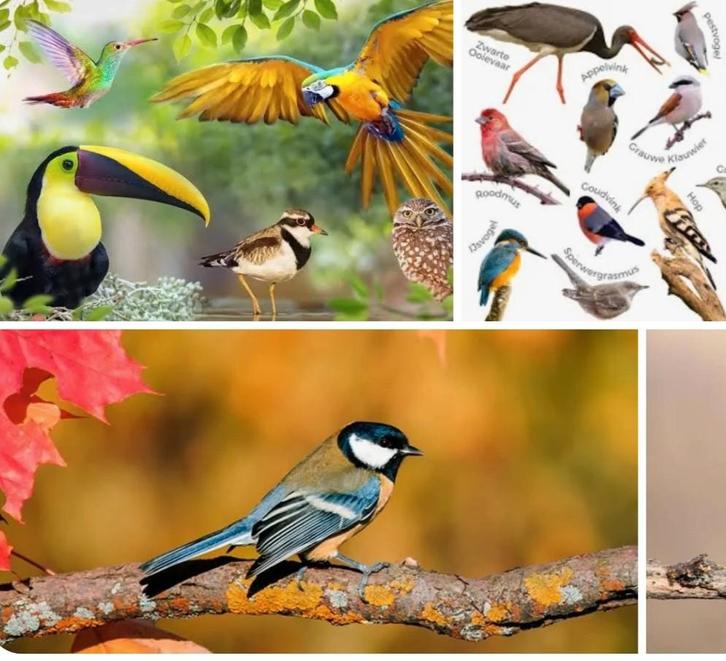 GEZOCHT,overleden vogels voor taxidermie doeleinden, Dieren en Toebehoren, Vogels | Overige Vogels, Meerdere dieren