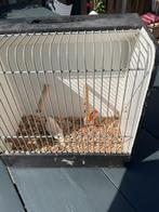 2x isabel zebravink waarvan 1 oranjeborst, Mannelijk, Tropenvogel