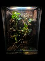 Terrarium Habistat 60x45x90 helemaal compleet ✅, Dieren en Toebehoren, Reptielen en Amfibieën | Toebehoren, Ophalen, Gebruikt