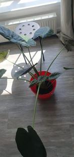 Alocasia wentii (groot), Huis en Inrichting, Kamerplanten, Ophalen, Overige soorten, Minder dan 100 cm