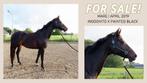 Paard, Dieren en Toebehoren, Paarden, Merrie, B, Gechipt, Dressuurpaard