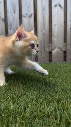 Britse korthaar gouden / British shorthair golden kittens, Meerdere dieren, Gechipt, 0 tot 2 jaar