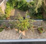 Hekwerk ijzer, Tuin en Terras, Tuinhekken en Hekwerk, Ophalen, Gebruikt, IJzer, Tuinhek