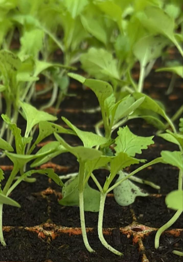 Amsoi Plantjes - Verse Groente voor Uw Tuin!, Tuin en Terras, Bloembollen en Zaden, Zaad, Najaar, Volle zon, Ophalen of Verzenden