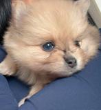 Dwergkees Pomeriaan Puppy, Dieren en Toebehoren, Honden | Poolhonden, Keeshonden en Oertypen, Keeshond, CDV (hondenziekte), 8 tot 15 weken