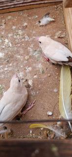 2 loodbekjes, Dieren en Toebehoren, Tropenvogel
