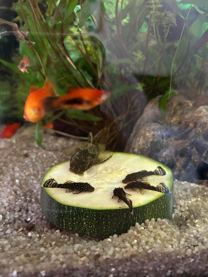 Ancistrus algeneters, Dieren en Toebehoren, Vissen | Aquariumvissen, Zoetwatervis, Vis, Schoolvis