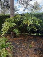 Gratis aantal mooie grote planten, Ophalen, Overige soorten, Struik, 100 tot 250 cm