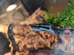 Koningspython. Zie omschrijving, Dieren en Toebehoren, Slang, Met terrarium, 3 tot 6 jaar