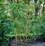 Bamboe Phyllostachys vivax 'Aureocaulis', Ophalen, Bamboe