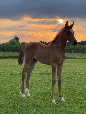 Arabisch volbloed hengst veulen arabier beschikbaar voor biedingen