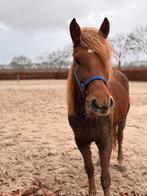 Jonge, lieve D-pony met gouden karakter – ChouChou, Dieren en Toebehoren, Merrie, B, D pony (1.37m tot 1.48m), 3 tot 6 jaar