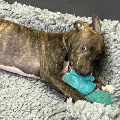 ACE: Stuward is op zoek naar een actief gezin, Dieren en Toebehoren, Honden | Niet-rashonden, Middel, Reu, Particulier, Eén hond