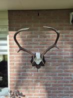 Schitterend Edelhert Gewei Mancave Jacht Overkapping d45, Ophalen, Gebruikt, Hert, Gewei of Kop