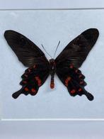 vlinder Pachliopta Kotzebuea, Ophalen of Verzenden, Nieuw, Overige soorten, Opgezet dier