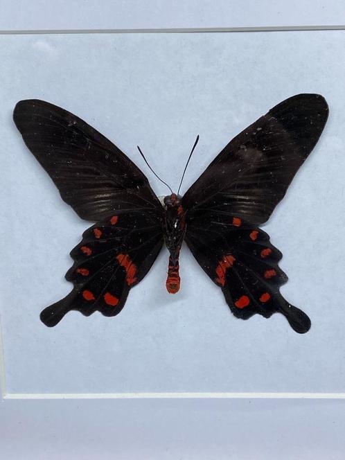 vlinder Pachliopta Kotzebuea, Verzamelen, Dierenverzamelingen, Nieuw, Opgezet dier, Overige soorten, Ophalen of Verzenden