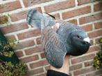 Prachtige rubella doffer kleurpostduif 2022 postduif, Dieren en Toebehoren, Vogels | Duiven, Mannelijk, Postduif