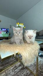 Siamese X britse korthaar kittens, Dieren en Toebehoren, Katten en Kittens | Raskatten | Langhaar, Kater, 0 tot 2 jaar