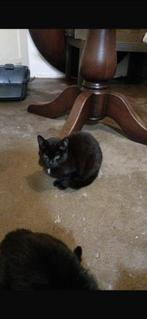 Gevaccineerd kittens, Kater, Langharig, 0 tot 2 jaar