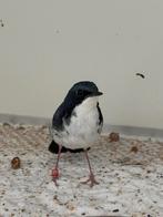 Siberische blauwe nachtegaal - luscinia cyane, Mannelijk, Tropenvogel, Geringd