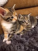 Kittens en moeder katje, Dieren en Toebehoren